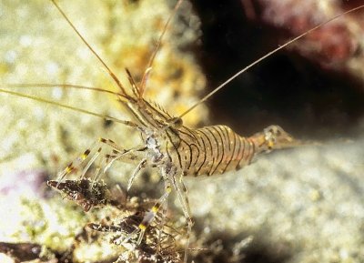 Transparent Shrimp, Palaemon serratus
