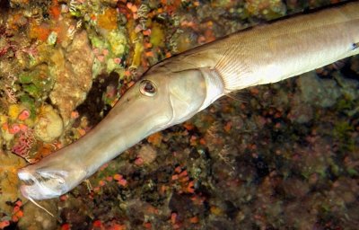 Pacific Trumpetfish On a Cave 