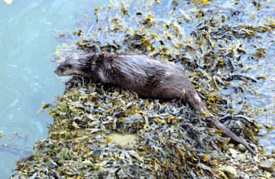 Sea Otter