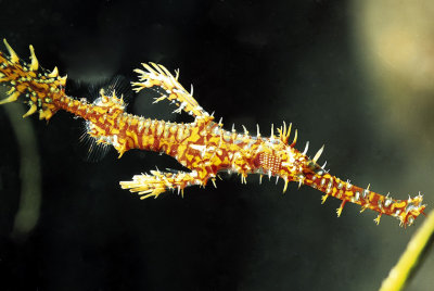 Ghost Pipefish