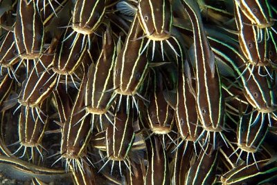 Striped Catfish, 'Plotosus lineatus'