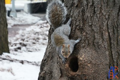 Squirrel 