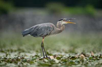 Great Blue Heron & other Birds