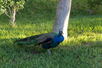 Peacock in the bird park