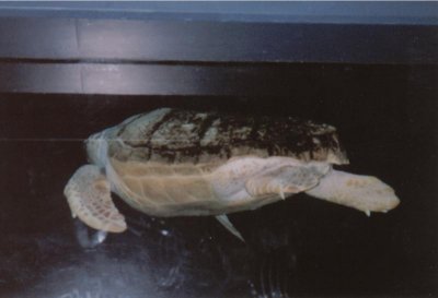 Sea Turtle at New Jersy Aquarium.jpg