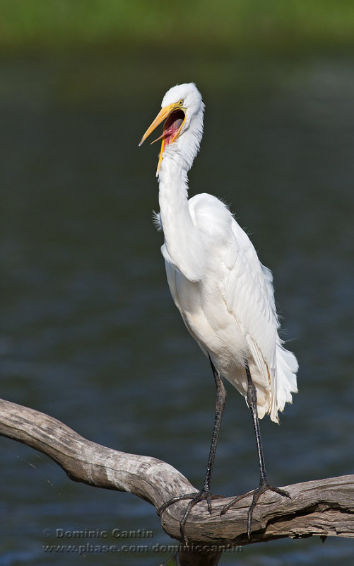 Grande Aigrette  /  Great Egret  