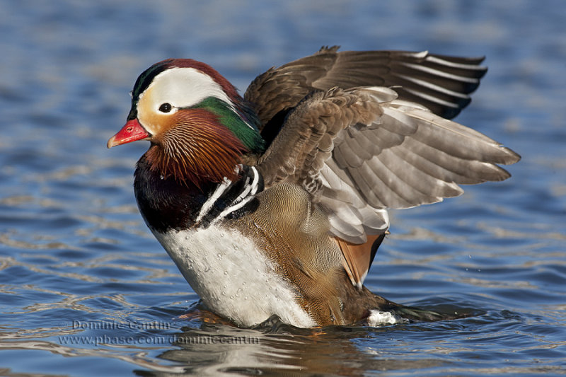 Canard mandarin / Mandarin duck