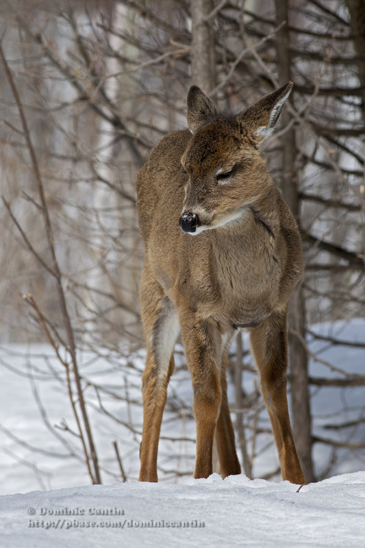 Cerf de Virginie / White-tailed deer