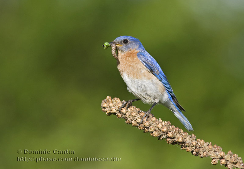 Merle bleu de lEst (m)  /  Eastern Bluebird  (m)