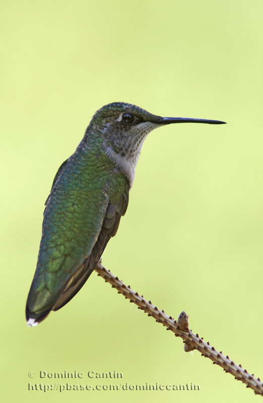 Colibri  Gorge Rubis (f) / Ruby-throated Hummingbird (f)