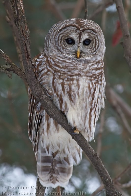 Chouette Raye / Barred Owl