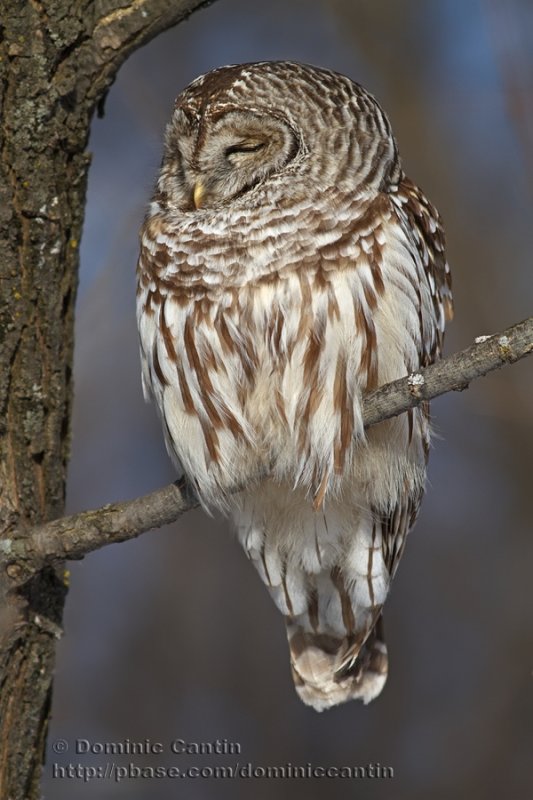 Chouette Raye / Barred Owl