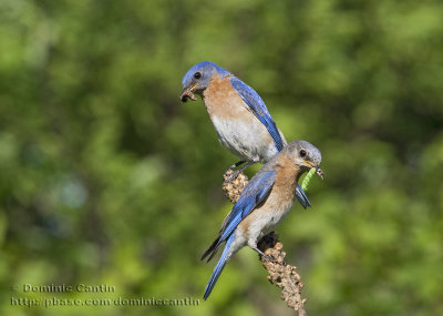 Merle bleu de lEst (m+f)  /  Eastern Bluebird  (m+f)