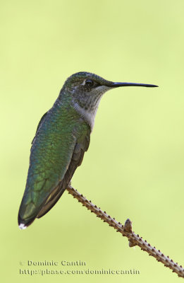 Colibri à Gorge Rubis (f) / Ruby-throated Hummingbird (f)