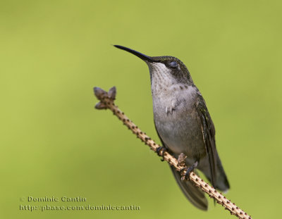 Colibri  Gorge Rubis (f) / Ruby-throated Hummingbird (f)