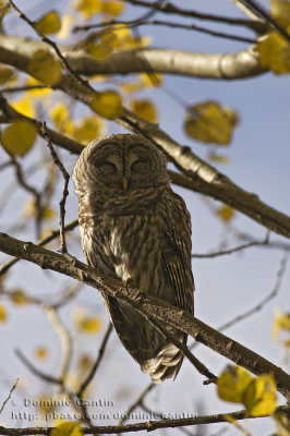 Chouette Raye / Barred Owl