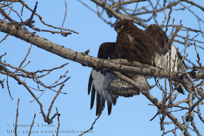 Buse pattue (forme sombre)  /  Rough-legged Hawk (dark morph)