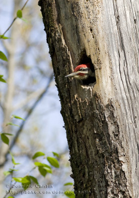 Grand Pic / Pileated Woodpecker