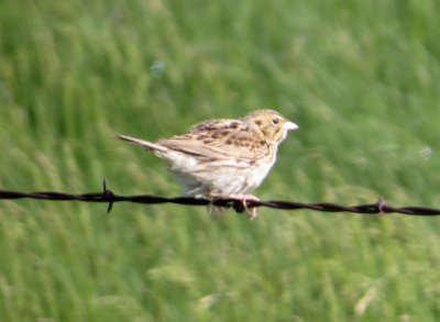 Bairds Sparrow Ammodramus bairdii June 5 3013 North Dakota 189.JPG