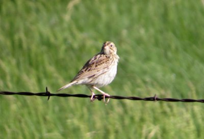 North Dakota Birding