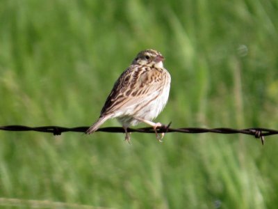 Bairds Sparrow Ammodramus bairdii June 5 3013 North Dakota 194.JPG