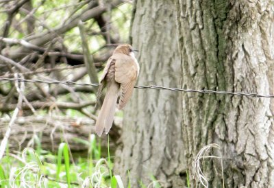 Black-billed Cuckoo Coccyzus erythropthalmus June 5 3013 North Dakota 110.JPG