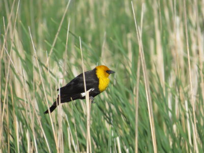 Yellow-headed Blackbird Xanthocephalus xanthocephalus June 4 2013 North Dakota 28.JPG