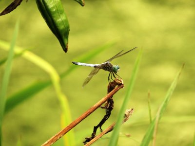 Pachydiplax longipennis - Blue Dasher August 8 2013 Wolftrap Farm Middleboro Ma.JPG