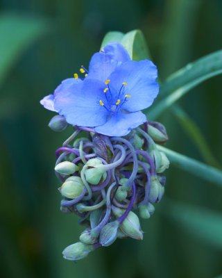 blue