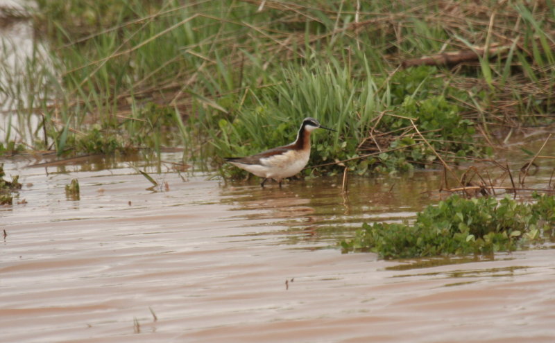 Wilsons Phalarope