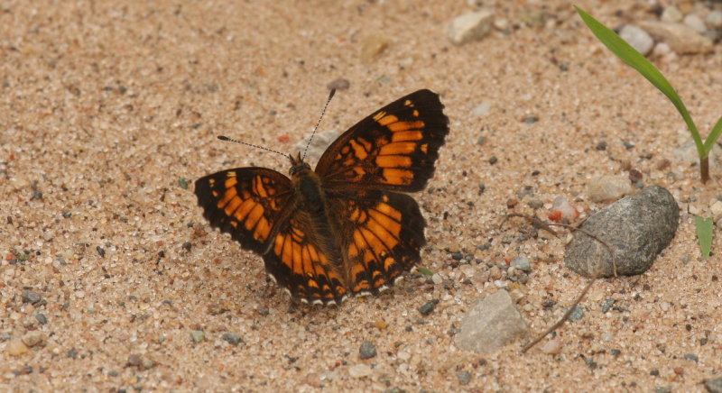 Harriss Checkerspot