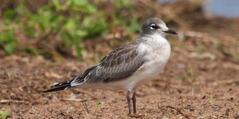 Franklins Gull