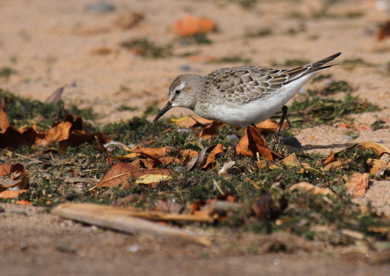 White-rumped Sandpiper