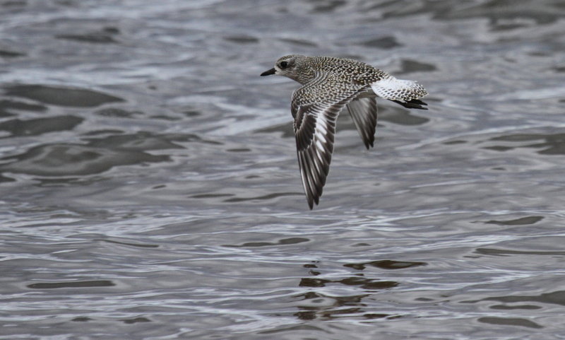 Black-bellied Plover