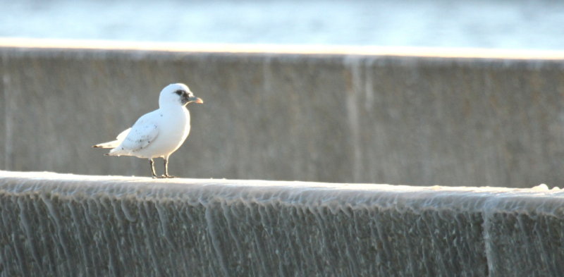 Ivory Gull