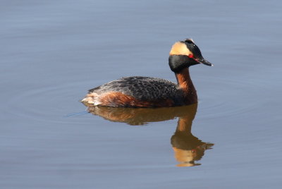 Horned Grebe