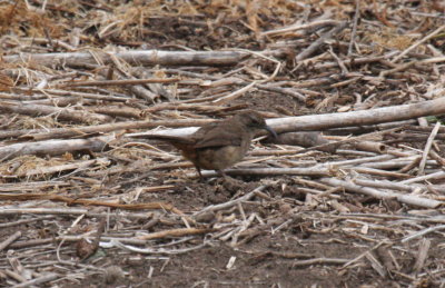 California Thrasher