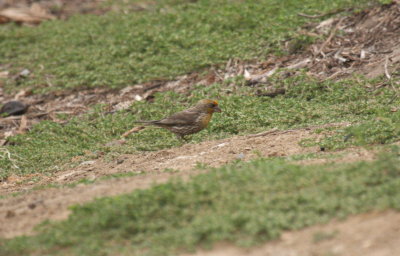 House Finch (yellow variant)