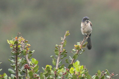 Western Scrub-Jay