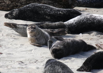 Harbor Seals