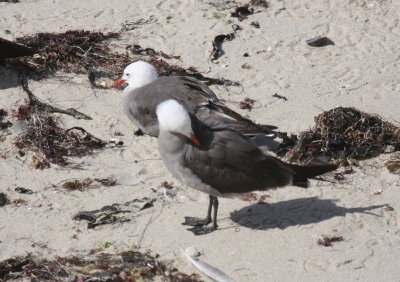 Heerman's Gulls