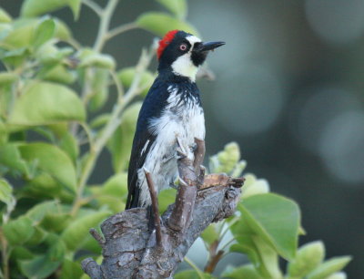 Acorn Woodpecker