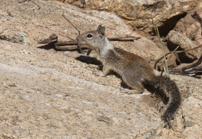 California Ground Squirrel