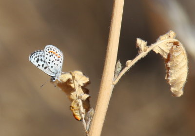 Dammer's Dotted Blue