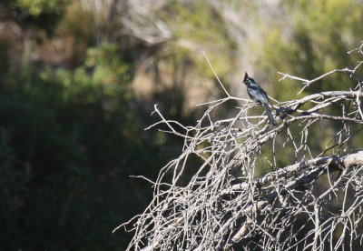 Phainopepla