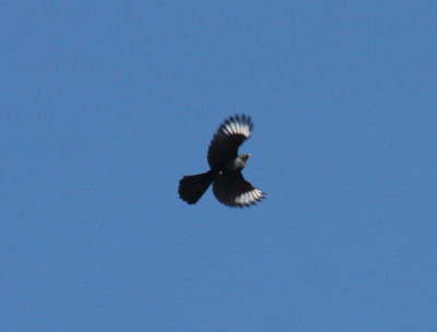 Phainopepla