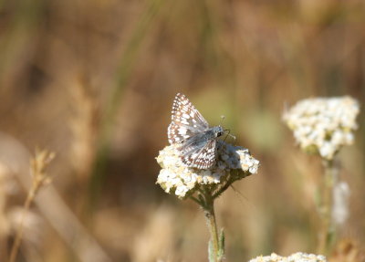 White Checkered-Skipper