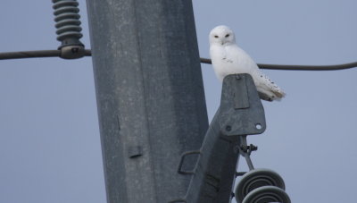 Snowy Owl