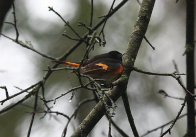 American Redstart