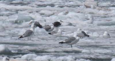 Lesser Black-backed Gull